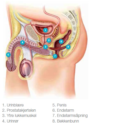 mannens nedre urinveier