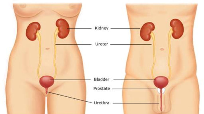 Urinsystemet hos kvinner og menn