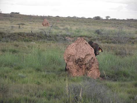 Stomiskift i naturen