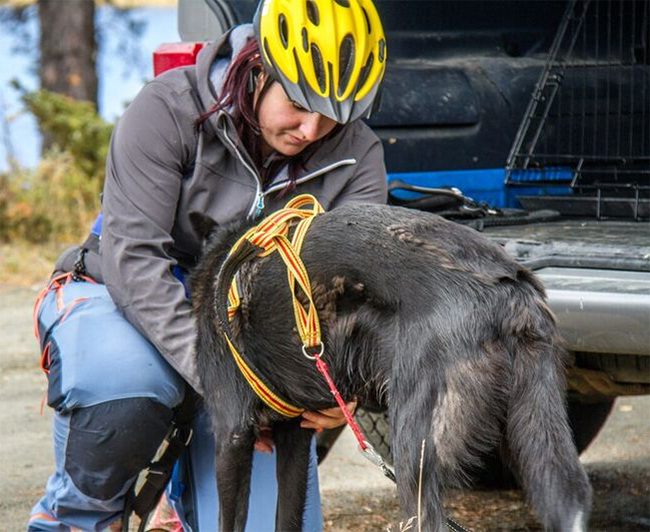 Ida håndterer hund