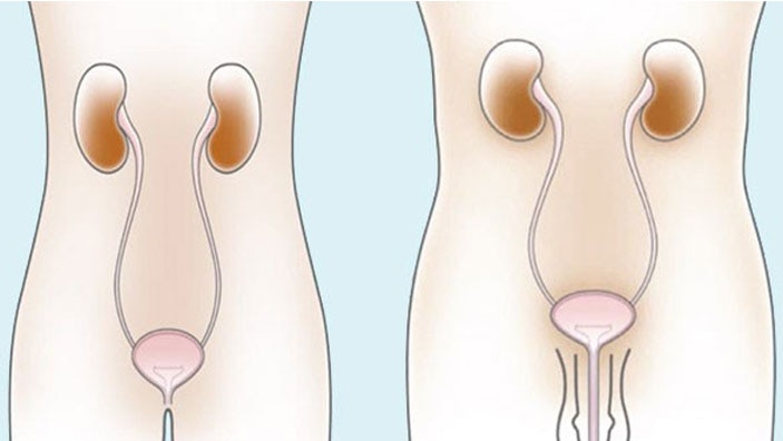 urinveissystem kvinne og mann